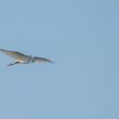 Aigrette garzette en vol